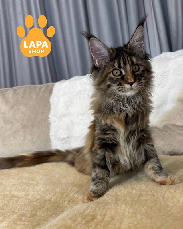 черепаховая кошка мейн-кун