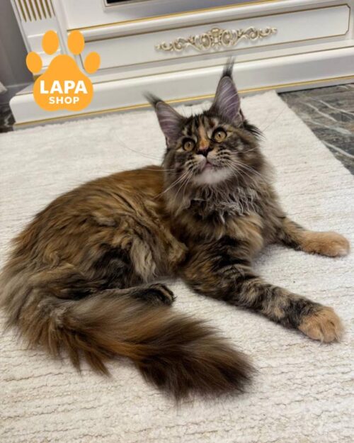 Элегантная кошечка породы мейн-кун с изысканным черепаховым окрасом Kleopatra