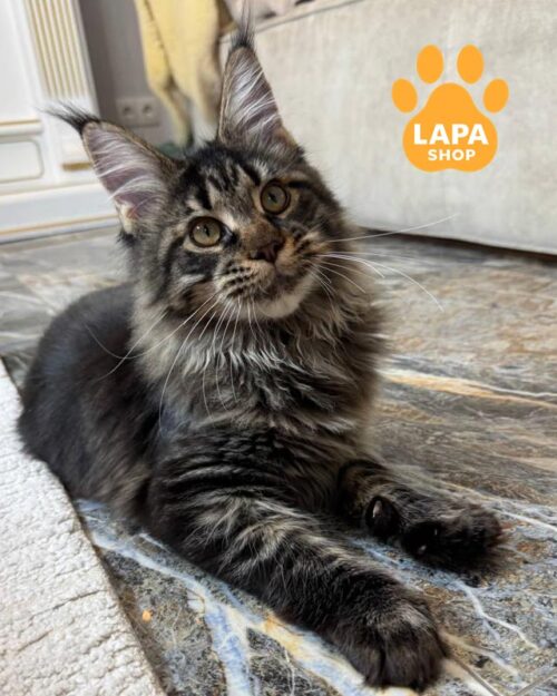 пятнистая кошка мейн-кун