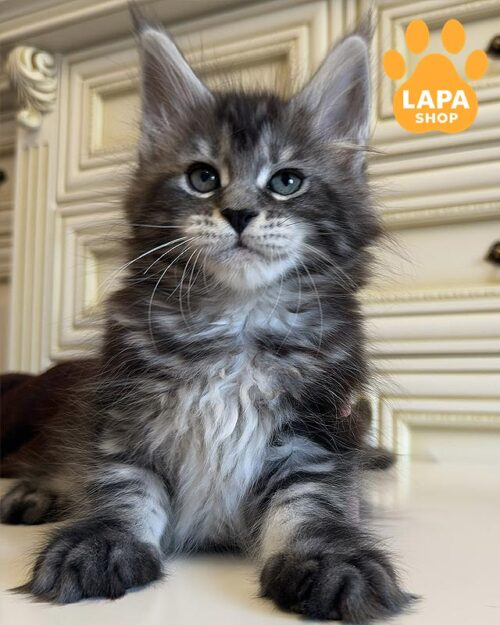 мармурова кішка мейн-кун