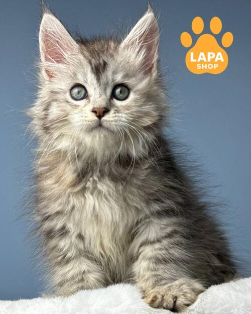 серебристо-черепаховая кошка мейн-кун