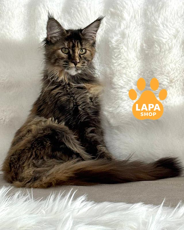 tortoiseshell Maine Coon kitty