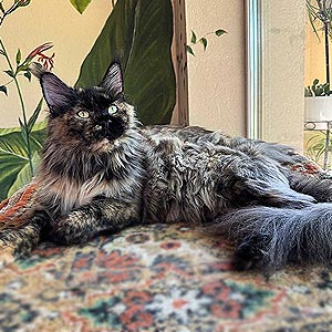 Элегантная кошечка породы мейн-кун с изысканным черепаховым окрасом Kleopatra mco mom 1