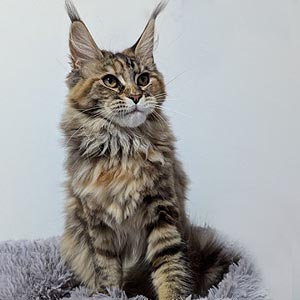 Ivi – элегантная мраморная красавица породы мейн-кун mco mom 2