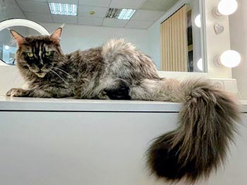 Rihanna – очень активная и любознательная красавица породы мейн-кун в эффектной шубке уникального окраса mco mom