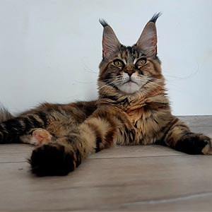 Ivi – элегантная мраморная красавица породы мейн-кун mco mom1 1