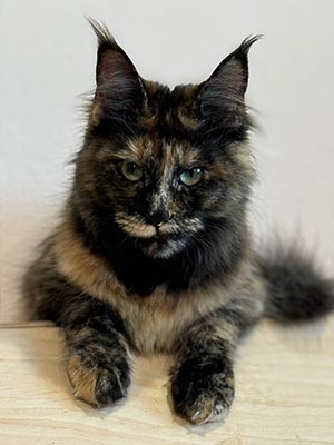 Hunter – изысканная кошечка породы мейн-кун в роскошной черной шубке mco mom1