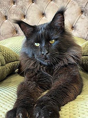 Hunter – изысканная кошечка породы мейн-кун в роскошной черной шубке mco mom2