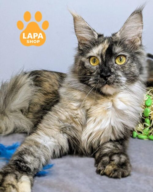 черепахово-димна кішка мейн-кун