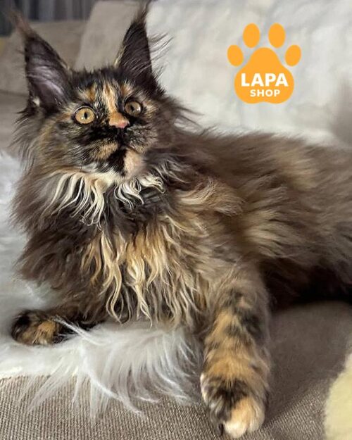 черепаховая кошка мейн-кун