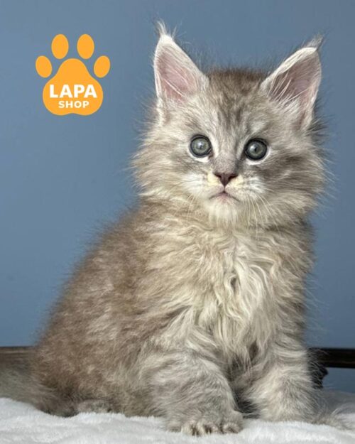 серебристо-пятнистый мейн-кун