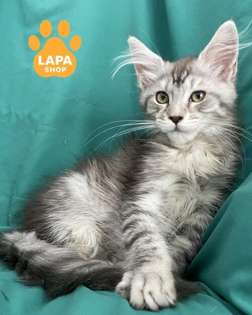 серебристый мейн-кун <br><br>