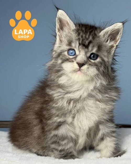 мейн-кун с разноцветными глазами