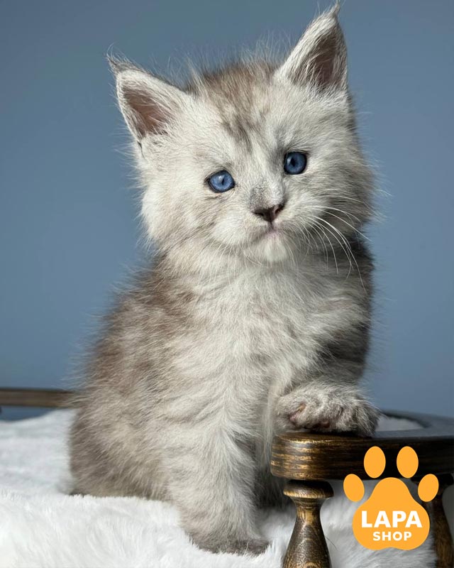 блакитноока кішка мейн-кун