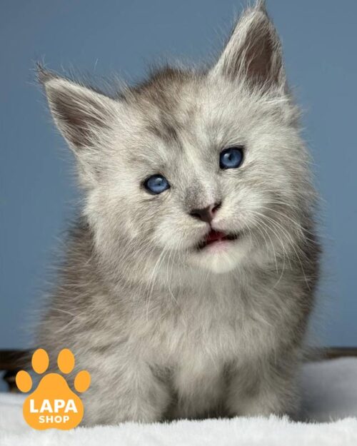 голубоглазая кошка мейн-кун