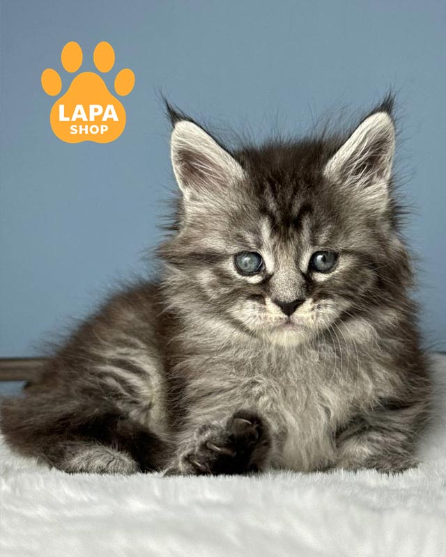 сріблясто-плямиста кішка мейн-кун