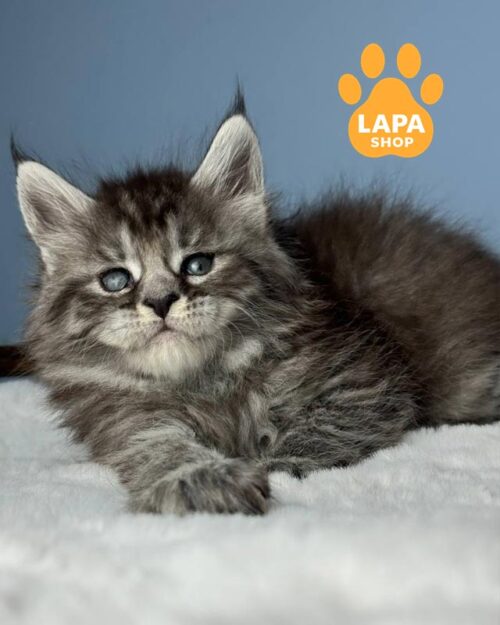 серебристо-пятнистая кошка мейн-кун