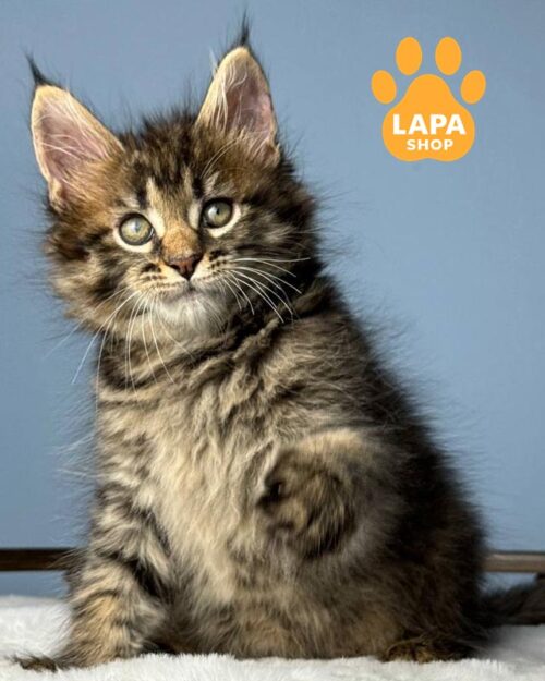 Royz – очень крупная кошечка породы мейн-кун с эффектной шубкой mco royz6