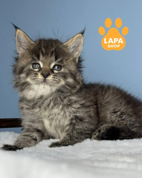 пятнистая кошка мейн-кун