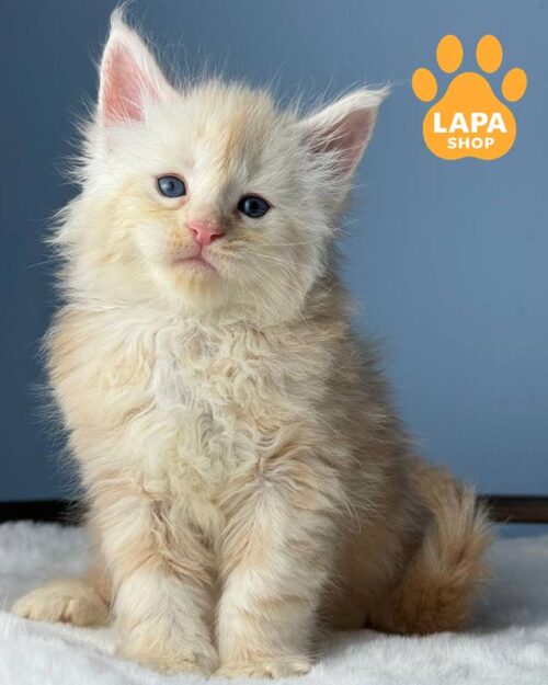 мраморно-рыжий мейн-кун