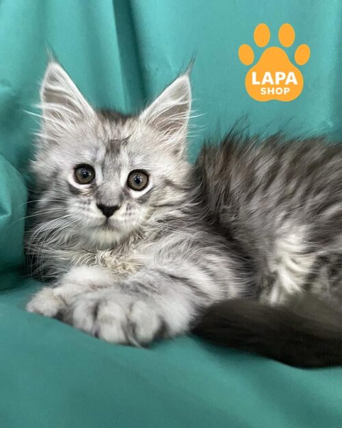 серебристый мейн-кун <br><br>