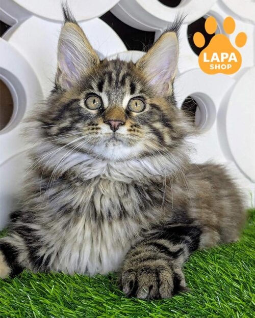 мармуровий мейн-кун