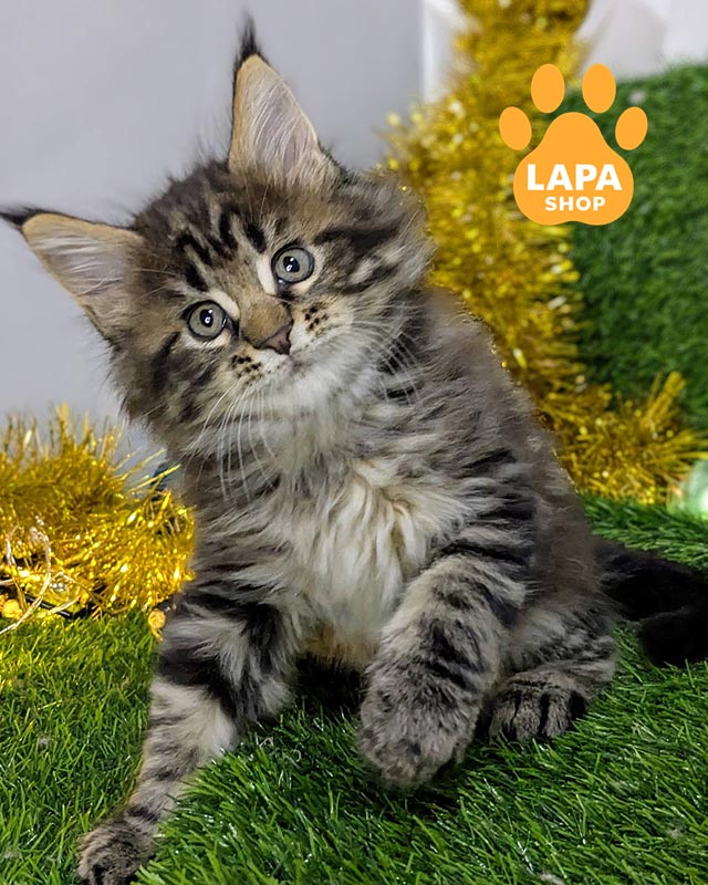 мраморный мейн-кун