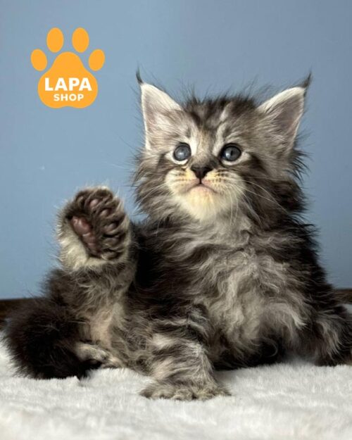 кошка мен-кун полидакт