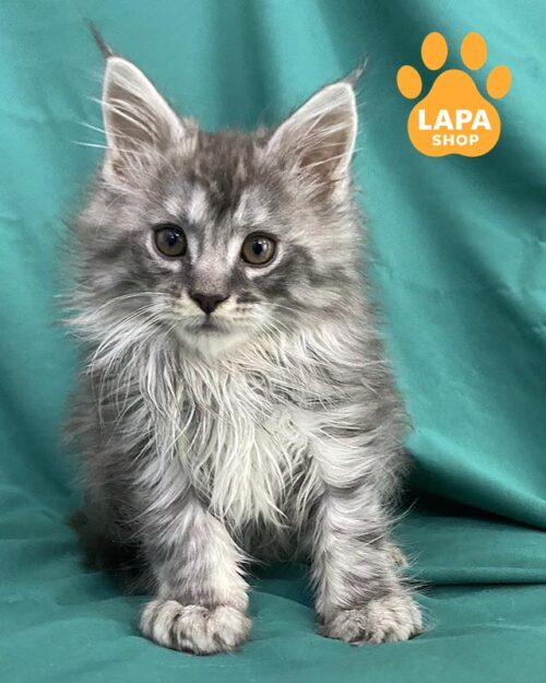 серебристый мейн-кун <br> <br>