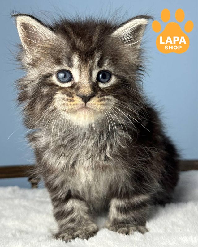 мраморный мейн-кун