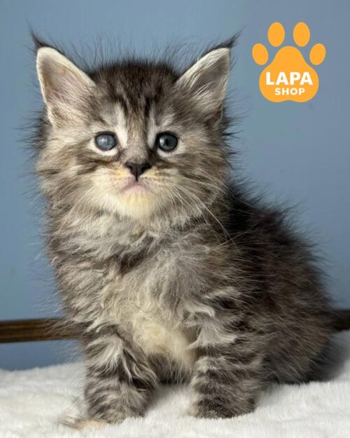 мраморная кошка мейн-кун