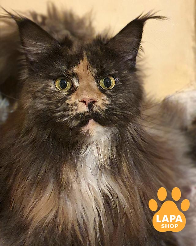 черепахова кішка мейн-кун