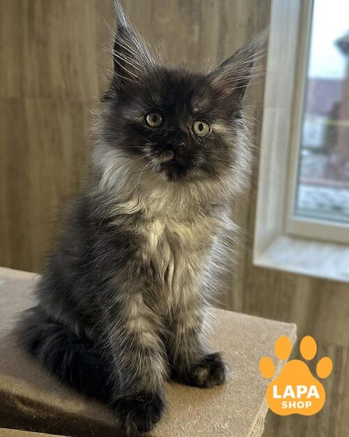 черепахово-димна кішка мейн-кун