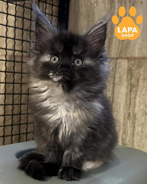 черепахово-димна кішка мейн-кун