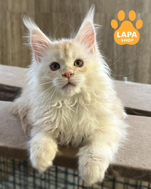 кошеня мейн-ку