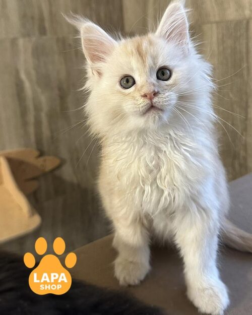 тикований мейн-кун