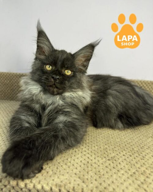 димний мейн-кун