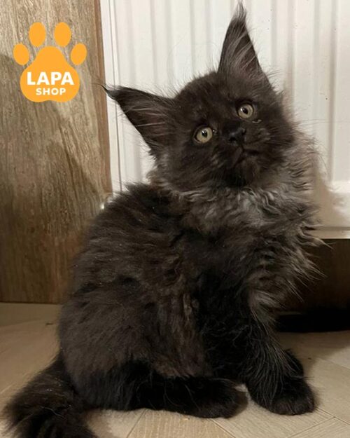 дымный мейн-кун