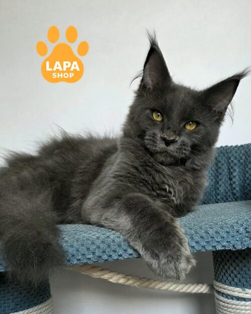 блакитний мейн-кун