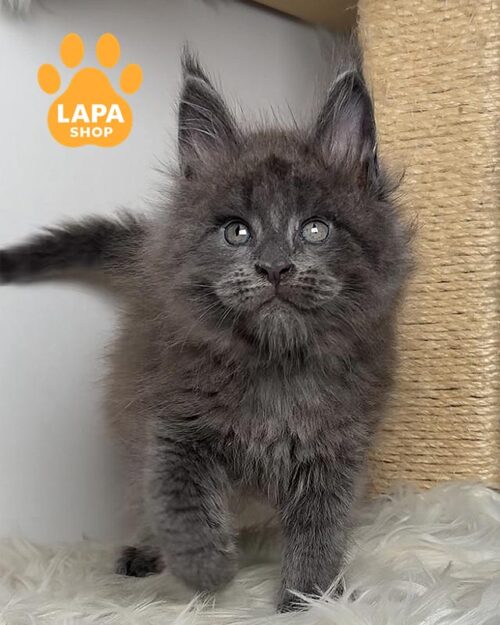 голубой мейн-кун