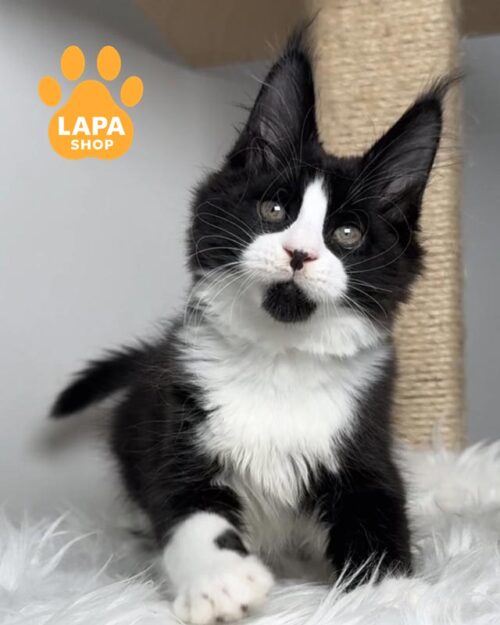 черно-белый мейн-кун