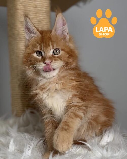 мраморно-рыжий мейн-кун