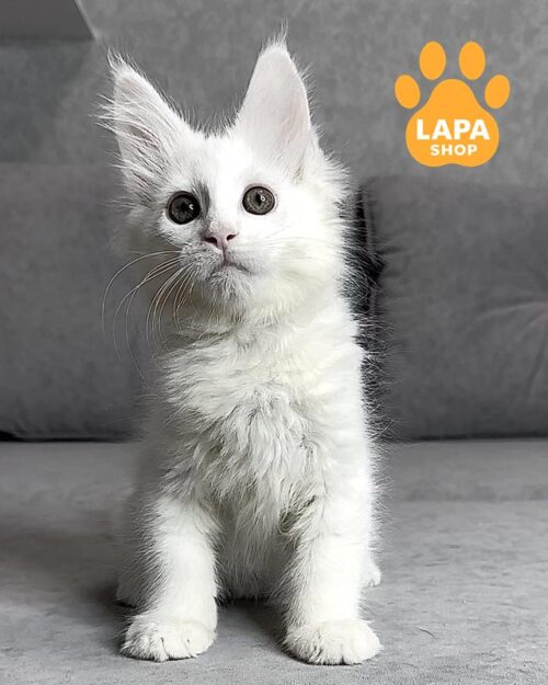 белый мейн-кун