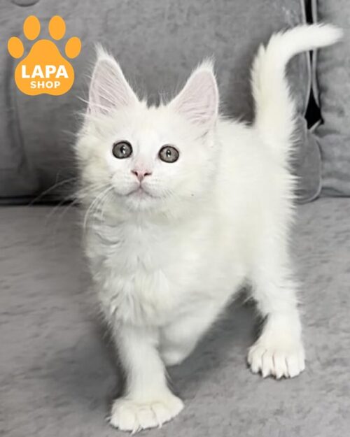 біла кішка мейн-кун полідакт