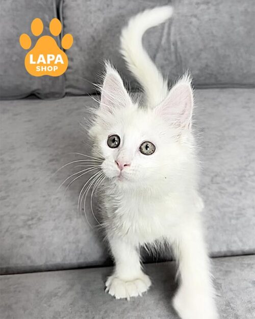 біла кішка мейн-кун полідакт