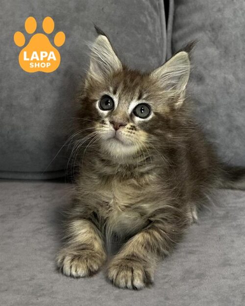 мраморная кошка мейн-кун