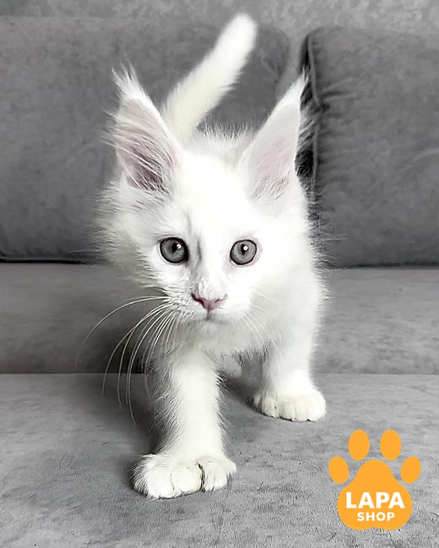 білий мейн-кун полідакт