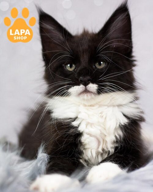 черно-белый мейн-кун