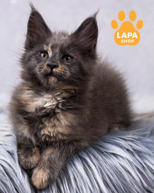 голубовато-кремовая черепаховая кошка мейн-кун