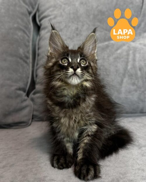 мраморный мейн-кун